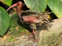 photo-butterfly-garden-48-2010-07-02-EXOTIC-BIRD-(My name is SPIKE)-VICTORIA-B.C